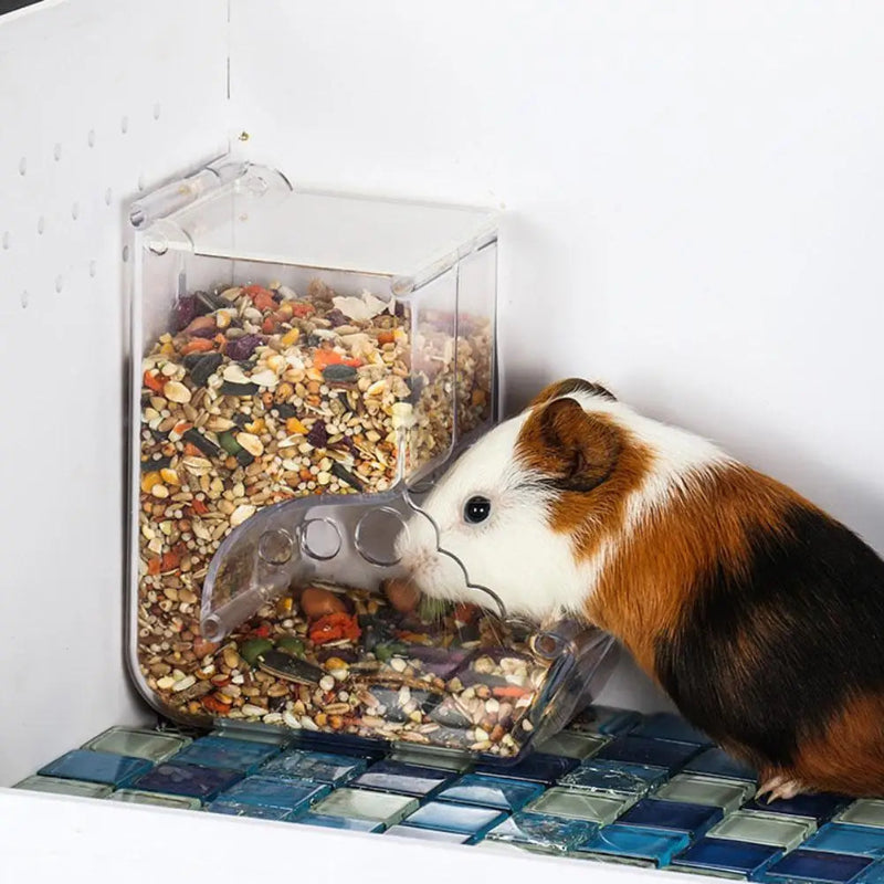 Guinea pig interacting with a transparent bird feeder filled with seeds on a blue and white checkered surface.