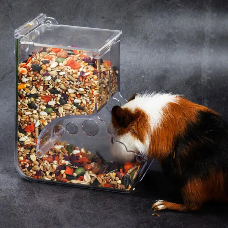 Guinea pig eating from a transparent food container filled with seeds on a dark background