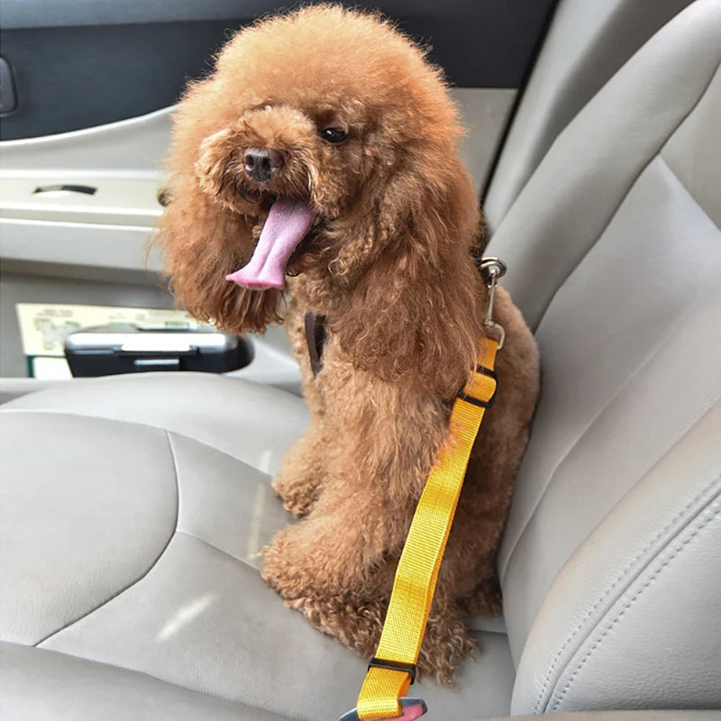 Brown poodle sitting in a car with a yellow leash