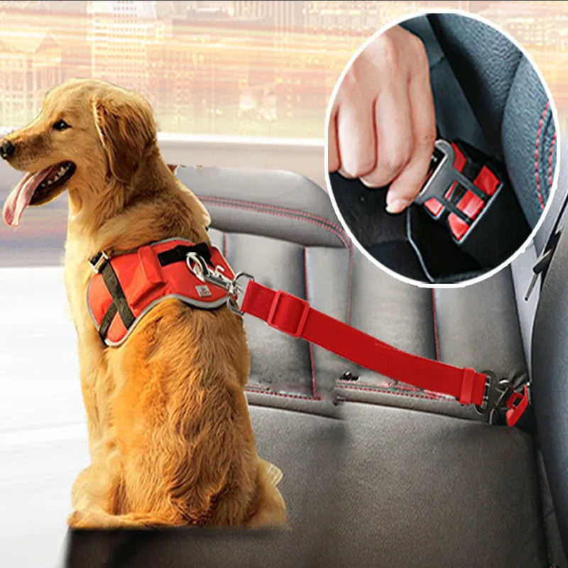 Dog wearing a red harness and leash in a car, with a close-up of the buckle.