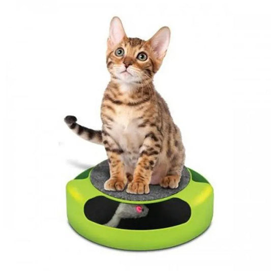 Cat playing with a green and black toy on a white background
