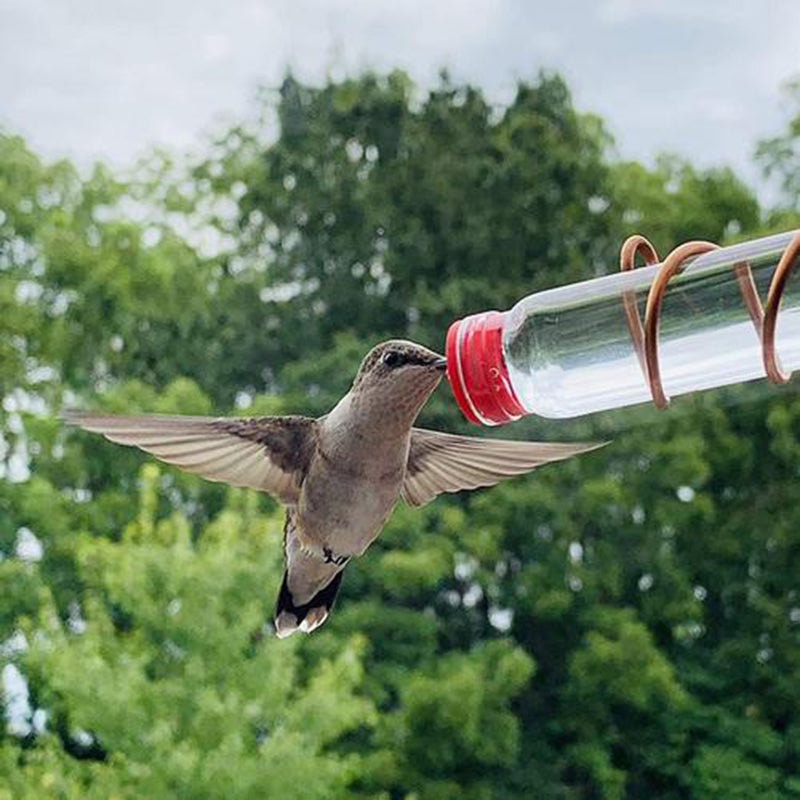 Window Suction Cup Hummingbird Feeder