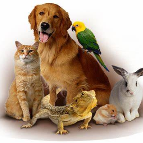 Showing a collection of animals that are common pets.