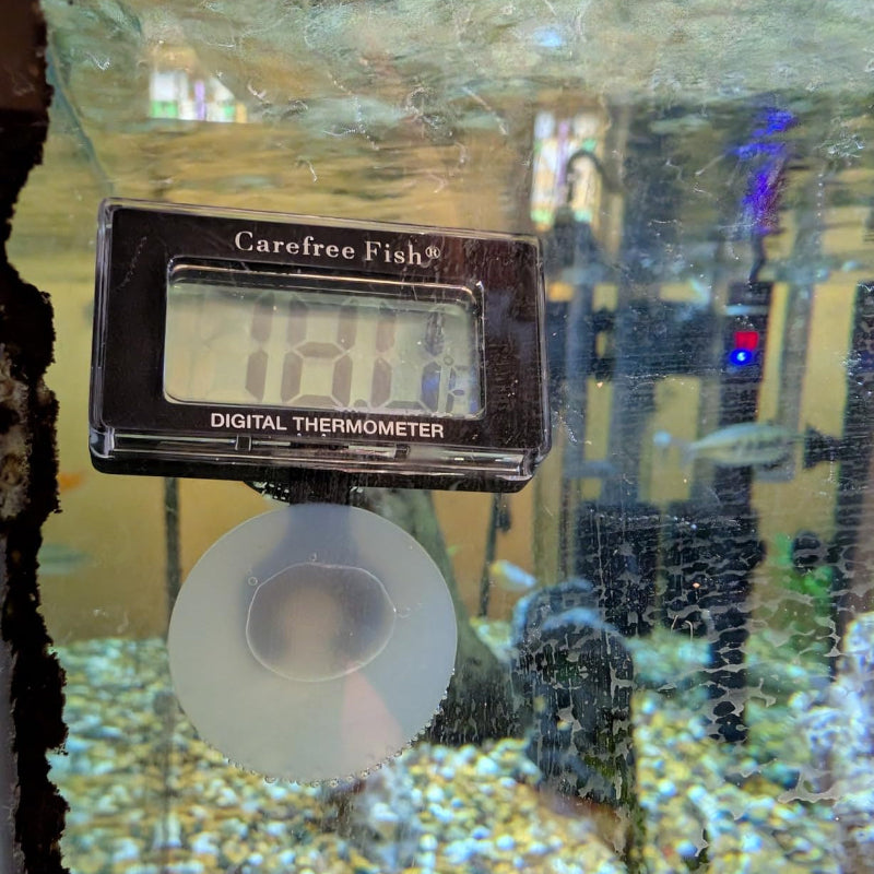 Carefree Fish digital thermometer in an aquarium setting