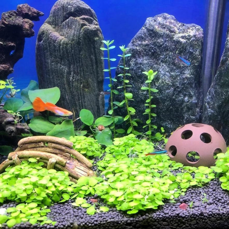 Aquarium with rocks, plants, and a decorative object