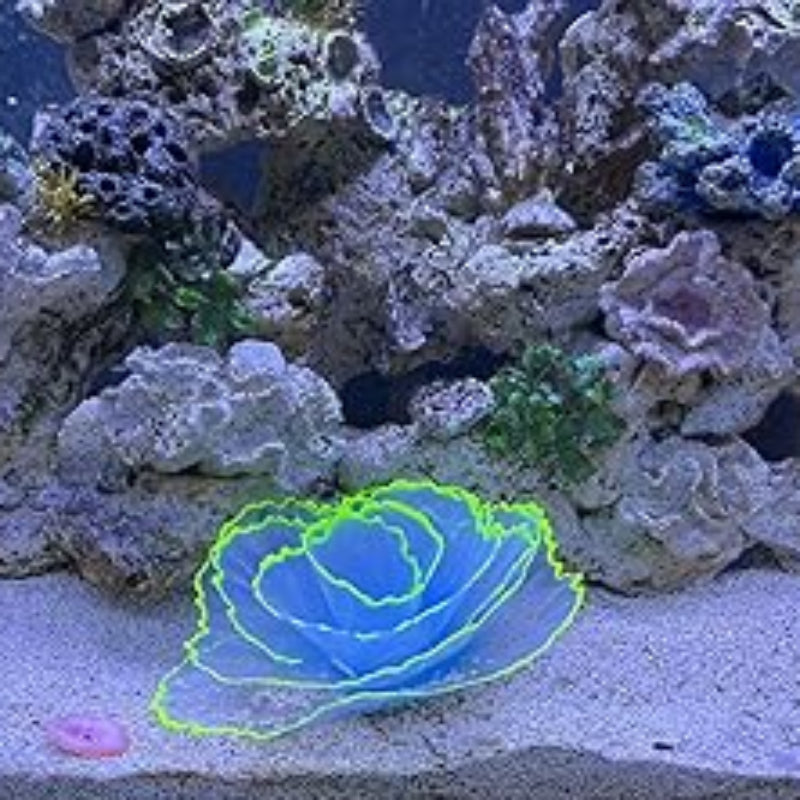 Glowing green coral in an aquarium setting with rocks and water.